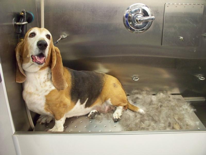Basset Hound Bath