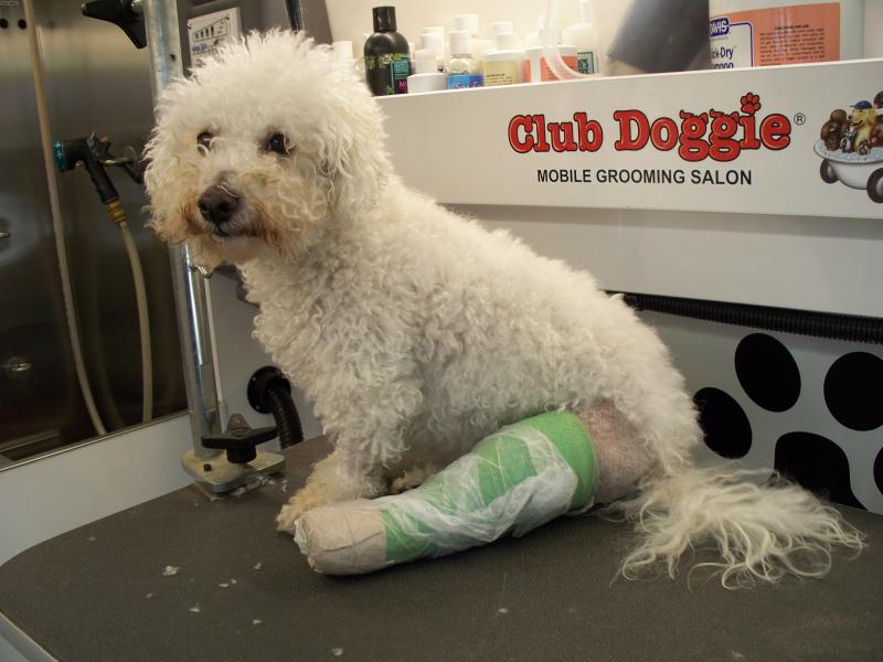 Bichon Broken Leg, In Need of a Grooming!