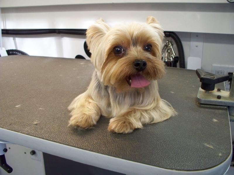 Murphy After Grooming