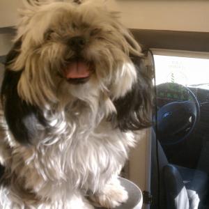 Shih Tzu Before
