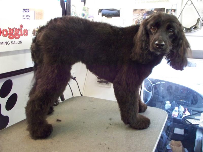 Australian Labradoodle